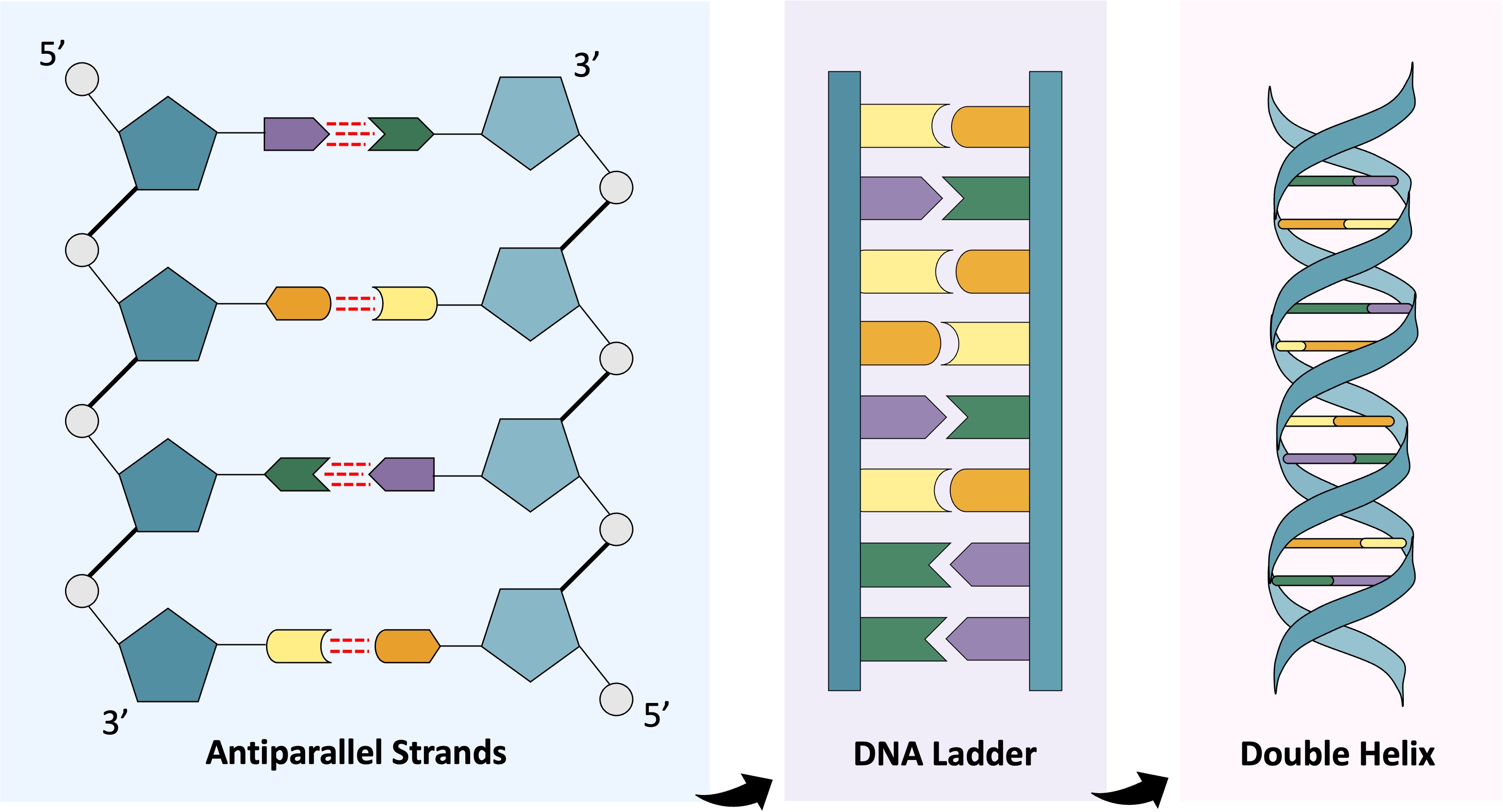 Dna structure